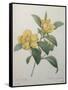 Snake Vine, Dillenia or Guinea Flower-Pierre-Joseph Redoute-Framed Stretched Canvas