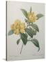 Snake Vine, Dillenia or Guinea Flower-Pierre-Joseph Redoute-Stretched Canvas