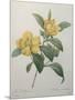 Snake Vine, Dillenia or Guinea Flower-Pierre-Joseph Redoute-Mounted Art Print