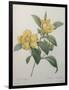 Snake Vine, Dillenia or Guinea Flower-Pierre-Joseph Redoute-Framed Art Print