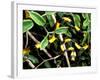 Snake, Western Desciduous Forests, Madagascar-Pete Oxford-Framed Photographic Print