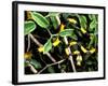 Snake, Western Desciduous Forests, Madagascar-Pete Oxford-Framed Photographic Print