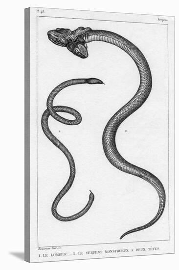 Snake with Two Heads-null-Stretched Canvas