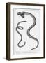 Snake with Two Heads-null-Framed Art Print