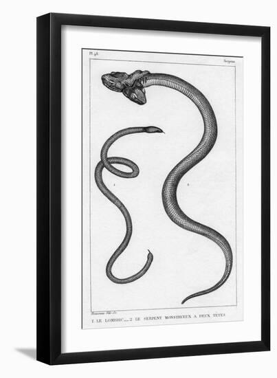 Snake with Two Heads-null-Framed Art Print