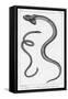 Snake with Two Heads-null-Framed Stretched Canvas