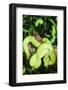 Snake-null-Framed Photographic Print