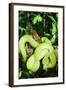 Snake-null-Framed Photographic Print