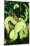 Snake-null-Mounted Photographic Print