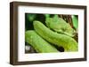 Snake-null-Framed Photographic Print