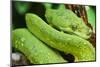 Snake-null-Mounted Photographic Print