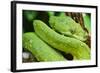 Snake-null-Framed Photographic Print