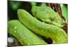 Snake-null-Mounted Photographic Print