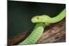 Snake-null-Mounted Photographic Print