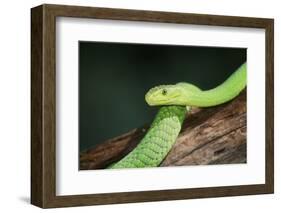 Snake-null-Framed Photographic Print