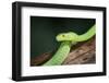 Snake-null-Framed Photographic Print