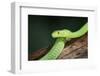Snake-null-Framed Photographic Print
