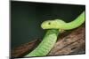 Snake-null-Mounted Photographic Print