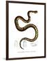 Snake-null-Framed Premium Giclee Print