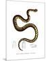 Snake-null-Mounted Premium Giclee Print