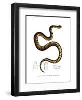 Snake-null-Framed Giclee Print