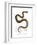 Snake-null-Framed Giclee Print