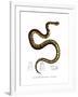 Snake-null-Framed Giclee Print