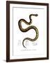 Snake-null-Framed Giclee Print