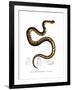 Snake-null-Framed Giclee Print