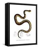 Snake-null-Framed Stretched Canvas