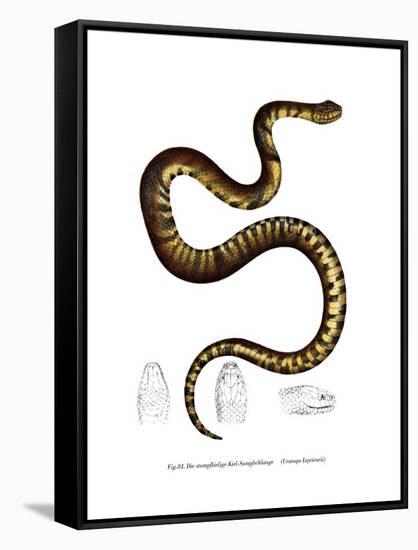 Snake-null-Framed Stretched Canvas