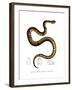 Snake-null-Framed Giclee Print