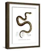 Snake-null-Framed Giclee Print