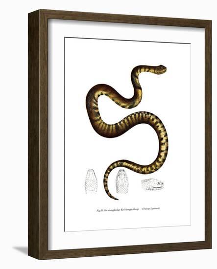 Snake-null-Framed Giclee Print