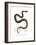 Snake-null-Framed Giclee Print