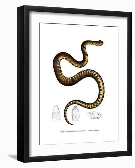 Snake-null-Framed Giclee Print