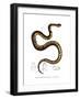Snake-null-Framed Giclee Print