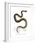 Snake-null-Framed Giclee Print