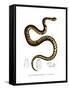 Snake-null-Framed Stretched Canvas