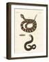 Snake-null-Framed Giclee Print