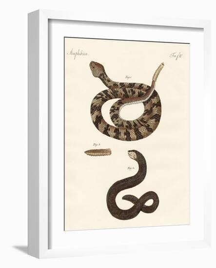 Snake-null-Framed Giclee Print