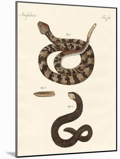 Snake-null-Mounted Giclee Print
