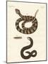 Snake-null-Mounted Giclee Print