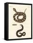 Snake-null-Framed Stretched Canvas