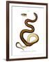 Snake-null-Framed Giclee Print