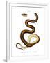 Snake-null-Framed Giclee Print