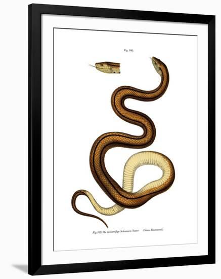 Snake-null-Framed Giclee Print