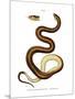 Snake-null-Mounted Giclee Print