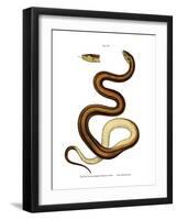 Snake-null-Framed Giclee Print