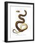 Snake-null-Framed Giclee Print
